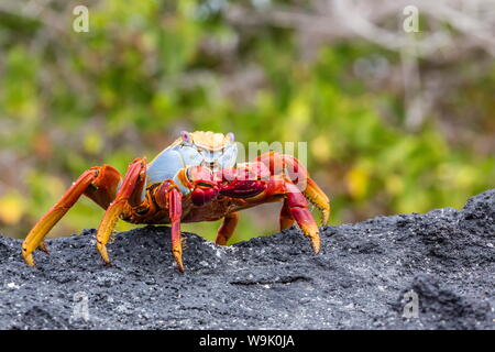 Sally Lightfoot Crab (Grapsus grapsus) in der Gezeitenzone, Urbina Bay, Insel Isabela, Galapagos, Ecuador, Südamerika Stockfoto