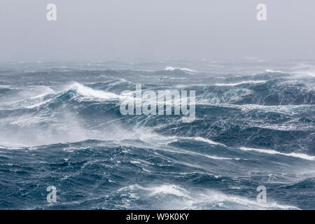 Gale Force Westwinde bauen große Wellen in den Polarregionen der Drake-Passage, Antarktis, Stockfoto