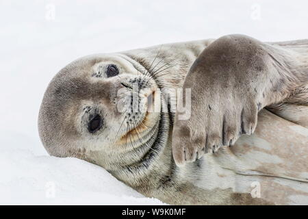 Weddell Dichtung (Leptonychotes weddellii) ruht auf Eis bei Half Moon Island, South Shetland Island Group, Antarktis, Polargebiete Stockfoto