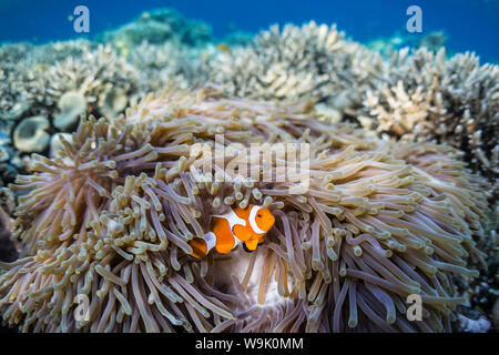 Falscher Clown Anemonenfische (Amphiprion Ocellaris), Sebayur Island, Island Nationalpark Komodo, Indonesien, Südostasien, Asien Stockfoto