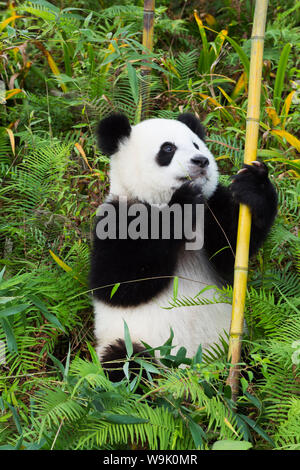 Zwei Jahre alten Jungen Giant Panda (Ailuropoda Melanoleuca), Chengdu, Sichuan, China, Asien Stockfoto