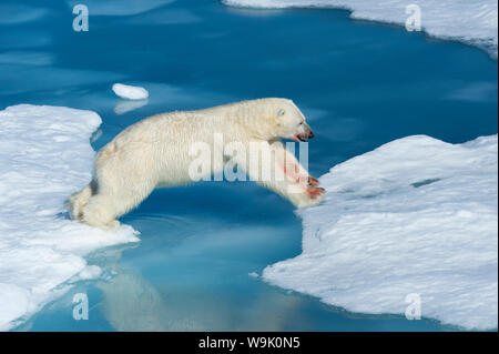 Männliche Eisbär (Ursus maritimus) mit Blut auf seine Nase und sein Bein über Eisschollen und blaue Wasser springen, Spitzbergen Island, Norwegen Stockfoto