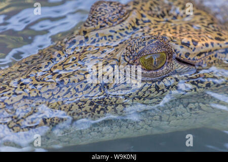 Wild Salzwasser Krokodil (Crocodylus porosus) Kopf Detail in porösen Creek auf den Hunter River, Mitchell River National Park, Kimberley, Australien Stockfoto