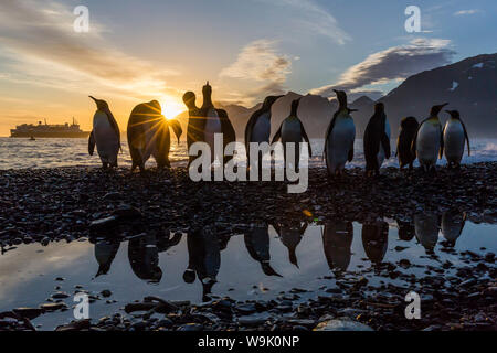 Königspinguine (Aptenodytes Patagonicus) bei Sonnenaufgang, in St. Andrews Bay, Süd-Georgien, Polarregionen Stockfoto