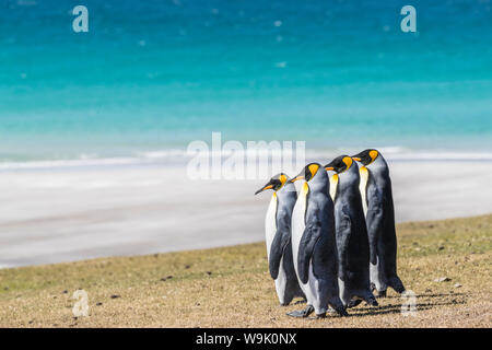 Erwachsene Königspinguine (Aptenodytes patagonicus) auf den Grashängen von Saunders Island, Falkland Inseln, Südamerika Stockfoto