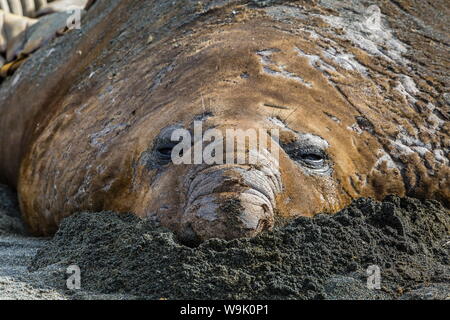 Südlicher See-Elefant (Mirounga leonina leonina) Mauser in Gold Harbour, South Georgia, VK Übersee Protektorat, Polargebiete Stockfoto