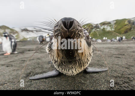 Eine neugierige junge antarktische Seebär (Arctocephalus Gazella) Gold Harbour, Südgeorgien, Polarregionen Stockfoto