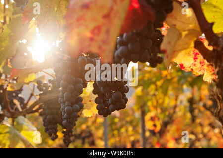 Weinberge mit roten Weintrauben im Herbst bei Sonnenuntergang, Esslingen, Baden-Württemberg, Deutschland, Europa Stockfoto