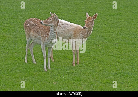 Damwild Cervus Dama Captive Stockfoto