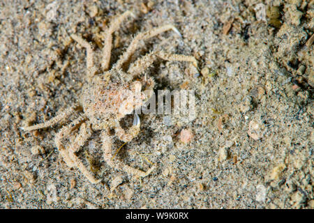 Große Seespinne Unterwasser im St. Lawrence River Stockfoto