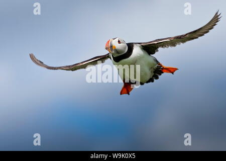 Papageitaucher (Fratercula arctica) im Flug, Inner Farne, Farne Islands, Northumberland, England, Vereinigtes Königreich, Europa Stockfoto