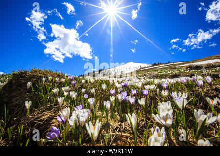 Die Sonne beleuchtet die Krokus Blüte durch die Cima della Rosetta mit ihren Höhepunkt noch bedeckt im Schnee, Lombardei, Italien, Europa Stockfoto