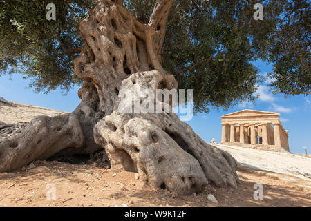 Ein Olivenbaum Frames den alten Tempel der Concordia in der archäologischen Stätte Valle dei Templi, Agrigento, UNESCO, Sizilien, Italien Stockfoto