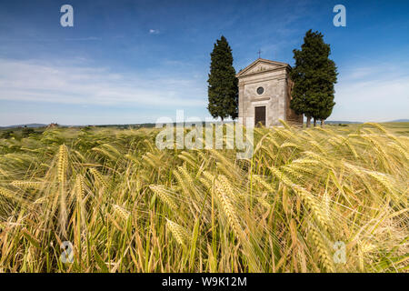 Felder der Ähren auf den sanften grünen Hügeln der Val d'Orcia, UNESCO-Weltkulturerbe, Provinz Siena, Toskana, Italien, Europa Stockfoto