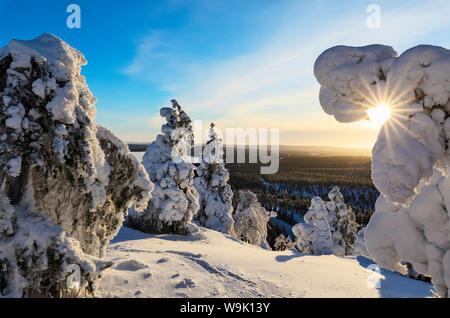 Sonne und blauen Himmel Frame der den gefrorenen Äste in den verschneiten Wald, Ruka, Kuusamo, Österbotten region, Lappland, Finnland, Europa Stockfoto