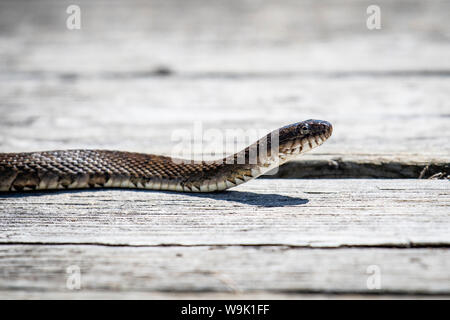 Northern Wasserschlange Jagd Stockfoto