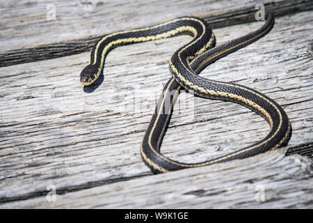 Gemeinsame garter snake Jagd Stockfoto