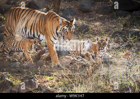 Bengal Tiger (Panthera tigris tigris), Ranthambhore, Rajasthan, Indien, Asien Stockfoto