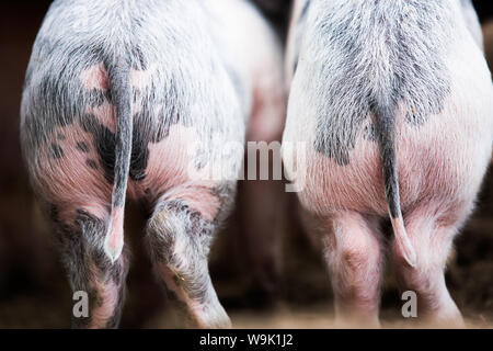 Gloucestershire vor Ort Schweine, Vereinigtes Königreich, Europa Stockfoto