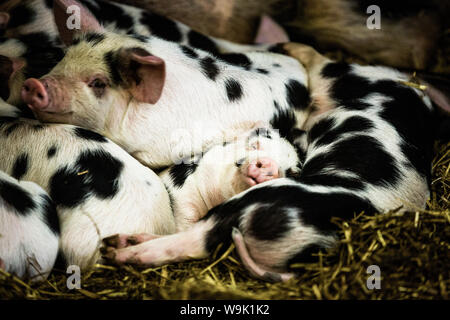 Ferkel in Gloucestershire, England, Vereinigtes Königreich, Europa Stockfoto