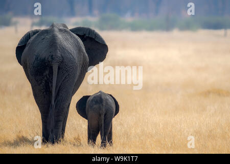 Kleine und grosse, Elefant Kalb und Mutter, Hwange Nationalpark, Simbabwe, Afrika Stockfoto