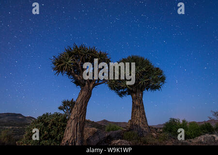 Köcher Bäume (Kokerboom) (Aloe Dichotoma) unter dem Nachthimmel in der Nähe von Springbok, Northern Cape, Südafrika, Afrika Stockfoto