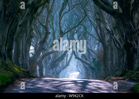 Die dunklen Hecken in Nord Irland, Ballymoney, Ulster, Nordirland, Großbritannien, Europa Stockfoto