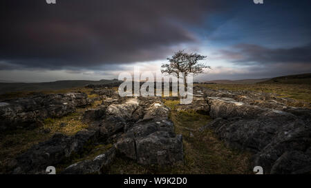 Ein einsamer verwitterter Baum in den Kalkstein Pflaster der Yorkshire Dales National Park, Yorkshire, England, Vereinigtes Königreich, Europa Stockfoto