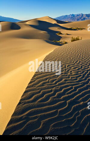 Sand Wellen, Mesquite Büschen in der mesquite Flats Sanddünen, Grapevine Mountains der Amargosa range hinter, Stovepipe Wells, Kalifornien, USA Stockfoto