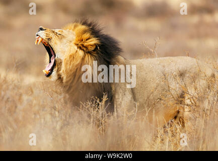 Brüllender Löwe (Panthera Leo), Kalahari, Kgalagadi Transfrontier Park, Northern Cape, Südafrika, Afrika Stockfoto