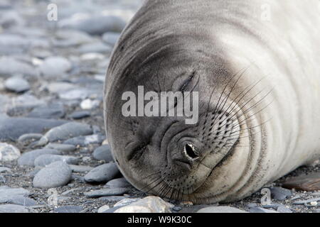 Weddell seal (Leptonychotes Weddellii), Salisbury Plain, Südgeorgien, Antarktis, Polarregionen Stockfoto