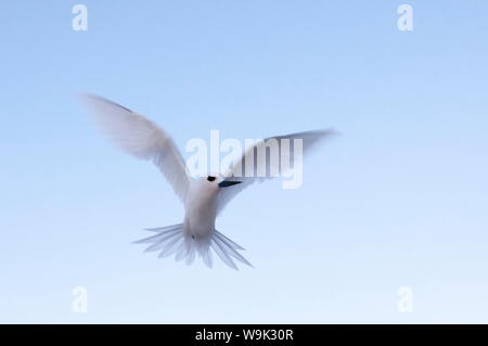 Weiß-Seeschwalbe (Gygis Alba), Denis Island, Seychellen, Indischer Ozean, Afrika Stockfoto