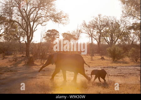 Afrikanische Elefanten (Loxodonta Africana), Okavangodelta, Botswana, Afrika Stockfoto