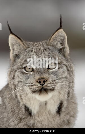 Kanadischer Luchs (Lynx Canadensis) im Schnee in Gefangenschaft, in der Nähe von Bozeman, Montana, Vereinigte Staaten von Amerika, Nordamerika Stockfoto