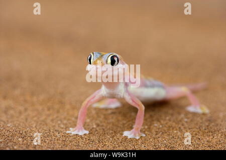 Webfooted Gecko (Palmatogecko Rangei), Namib-Wüste, Namibia, Afrika Stockfoto