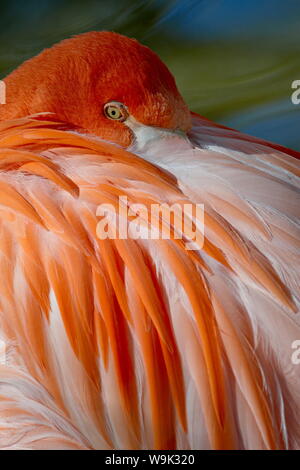 Karibik Flamingo (Phoenicopterus ruber ruber) in Gefangenschaft, Rio Grande Zoo, Albuquerque biologische Park, Albuquerque, New Mexico, USA Stockfoto