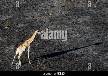 Eine Luftaufnahme einer Giraffe camelopardalis (Giraffe) Wandern im Okavango Delta nach einem Buschfeuer, Botswana, Afrika Stockfoto