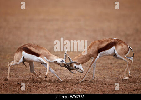 Zwei Springböcke (Antidorcas marsupialis) Böcke kämpfen, Kgalagadi Transfrontier Park, der die ehemaligen Kalahari Gemsbok National Park Stockfoto