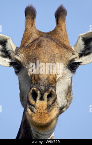 Kap-Giraffe (Giraffa Giraffe Giraffa), Krüger Nationalpark, Südafrika, Afrika Stockfoto