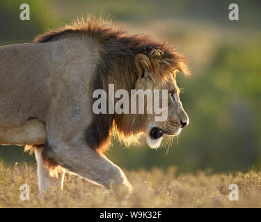 Männlicher Löwe (Panthera Leo), Hintergrundbeleuchtung, Addo Elephant National Park, Südafrika, Afrika Stockfoto