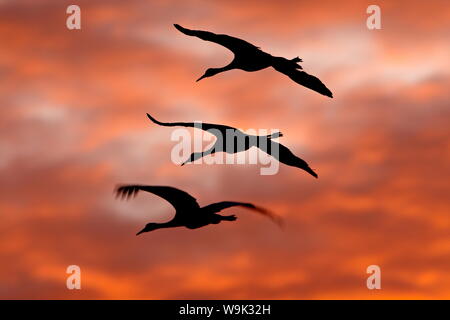 Drei Kanadakraniche (Grus canadensis) im Flug gegen rote Wolken silhouetted, Bernardo Wildlife Area, New Mexico, USA Stockfoto