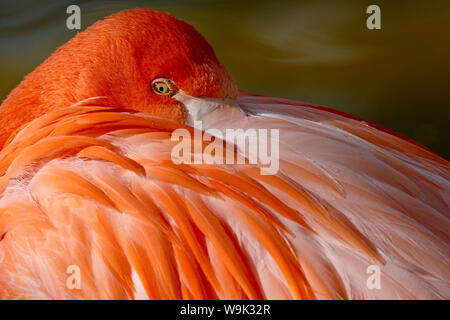 Karibik Flamingo (Phoenicopterus ruber ruber) mit Schnabel in den Federn auf dem Rücken gelegen, Rio Grande Zoo, Albuquerque biologische Park, USA Stockfoto