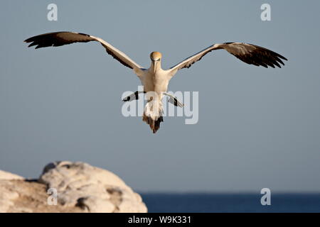 Cape Basstölpel (Morus Capensis) Landung, Lamberts Bay, Western Cape Province, Südafrika, Afrika Stockfoto