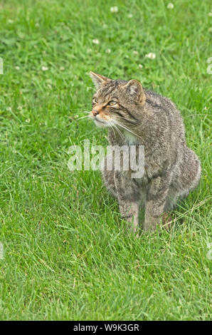 WILD CAT (Schottische) Felix Abies Stockfoto