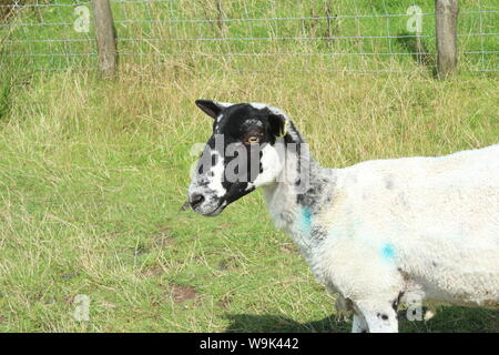 Bild eines weißen Schafe mit der Hälfte schwarz Gesicht und mit blauer Farbe markiert, trat auf lange Gras vor einem Zaun am Rivington Pike Stockfoto