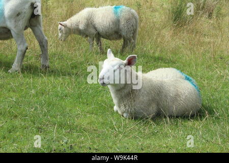 Bild von einem Schaf liegend auf Gras, Vor andere Schafe, alle mit blauen Markierungen in Rivington Pike