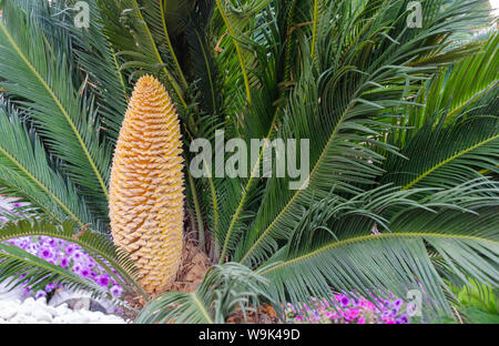 Cycas revoluta männlich ist ein langsam wachsender Baum mit grünen Blättern und Steinfrucht, enthält die Samen. Sago Palm, Türkei, Belek. Stockfoto