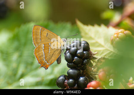 Braun hairstreak Schmetterling (Thecla betulae), Großbritannien, das Trinken aus einem Blackberry Stockfoto