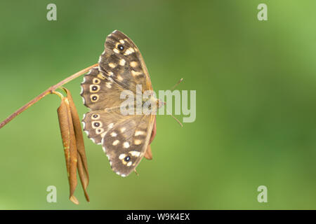 Hauhechelbläuling Schmetterling (Pararge depressa) Aalen mit offenen Flügeln, Großbritannien Stockfoto