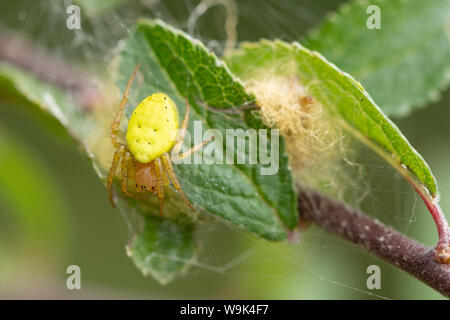 Gurken grüne orb Spider (Araniella sp) Weibchen in der Nähe ei sac, Großbritannien Stockfoto